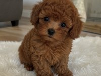 Toy Poodle