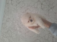 MİNİK POMERANİAN PANDALAR