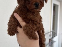 Temas Bağımlısı Poodle Yavrular