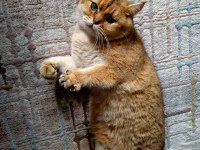 Golden ny25 british shorthair