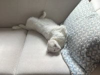 4 yaşındaki scottish fold patimi sahiplendirmek zorundayım