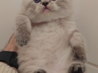 British longhair kedimiz için ulaşın