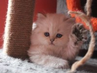 6 kardeş british longhair yavrular yeni ailelerini arıyor