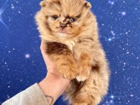 Pomeranian Mavi Gözlü Ayıcık