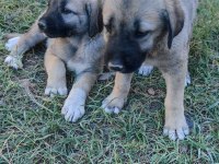 Safkan kangal yavruları