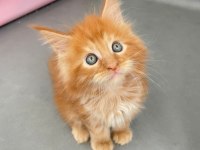 Mainecoon Secereli Faturalı Show Class Red Erkek 1 Aylık