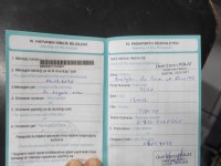 8 aylık karnesi var çipi takılı tilki surat pomeranian