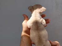 Lilac fawn french bulldog yavrularımız