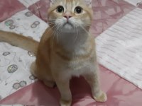 British shorthair evcilmen oğlumuz