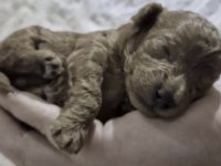 Toy Poodle Cins