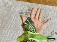 ÖĞRETMENDEN EVDE BESLENEN BAKIMLI MUHABBET KUŞLARI