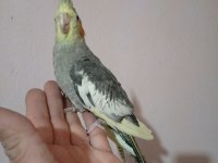 Ele kola konuşturmalık sultanlar erkek dişi mevcuttur