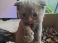 İki renk Kahverengi Beyaz Mavi Göz Scottish fold yavrular