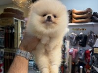 Dişi Pomeranian Yavrumuz