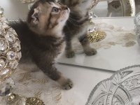safkan scottish fold