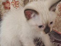 3 aylık british kedimiz 2 dişi 2 erkek