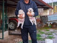 safkan Akbaş yavruları