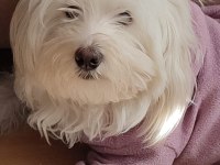 AKILLI MALTESE KIZIM