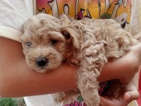 POODLE GİBİ SEVİMLİ MALTİPOO BEBEKLERİMİZ