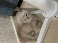 British shorthair 1.5 aylık yavru kedimiz