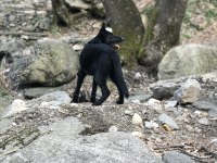 3 Yaşında Solid Black Alman Çoban Köpeği