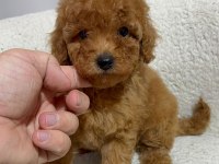 GERÇEK TEA CUP TEDDY RED BROWN POODLE BEBEKLER