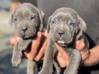 CANE CORSO BLUE VE BLACK