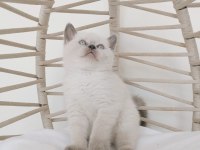 Safkan eşsiz güzellikte british longhair yavrularım