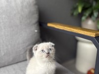 SCOTTISH FOLD BLUE POİNT YAVRULARIM 