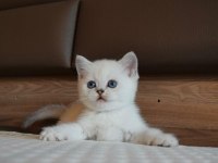Mavi Gözlü ve Yeşil Gözlü British Shorthair