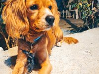 Sevimli köpeğimiz Kuki yuva arıyor!