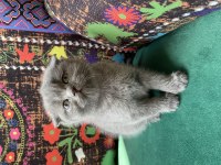 Gri kırık kulak scottish fold ayı kafa yavru