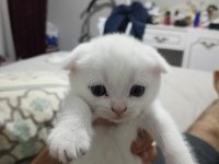 2 aylık iki kardeş scottish fold yeni yuvasını arıyor