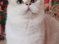 British Longhair ve Shorthair yavrular