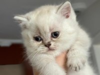 Şirinim şirin british shorthair bebekler teslime hazır