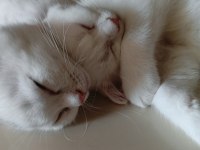 Beyaz Scottish Fold Kedisi