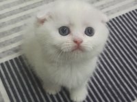 Scottish Fold Yavru Dişi