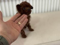 Petmode köpek çiftliğinden tea cup poodle yavrular