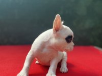 French Bulldog yavrularımız yeni ailesini bekliyor