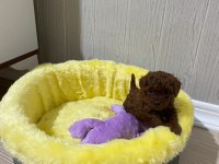 Toy poodle orijinal ev ortamında