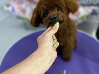 Kendi kızımın poodle bebekleri