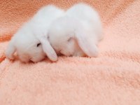 Hollanda teddy lop tavşanı