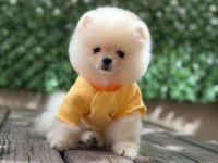 3 Aylık Erkek Pomeranian Ruby