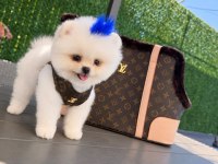 Orjinal Pomeranian bebeğimiz mex