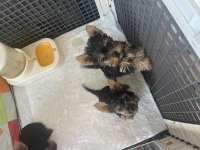 Safkan yorkshire terrier yavrular