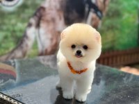 Ayıcık Surat Pomeranian