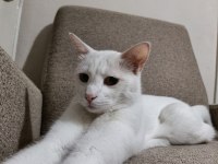 Ücretsiz Sahiplendirme Kedimiz Leo Erkek Kısırlaştırılmış