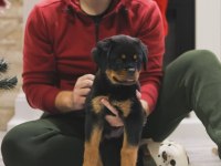 Izin Belgeli Üretim Çiftliğinden Rottweiler Kapıda Öde