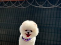 Enerjik Oyun Dostu Pomeranian