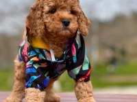 AŞILI IRK VE SAĞLIK GARANTİLİ TOY POODLE